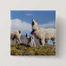 Search for herd buttons Animal