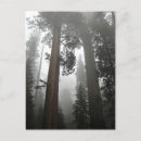 Search for giant tree postcards Nature