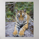 Search for tiger cubs posters Nature