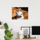 Search for cute and funny animal pictures posters Cool