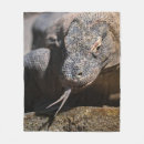 Recherche de dragon de komodo Île
