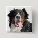 Search for bernese buttons Bernese mountain dog