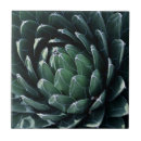 Search for agave tiles Botanical