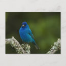 Search for neotropical Passerina caeulea
