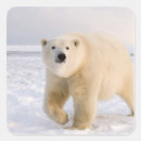 Search for steve stickers Alaska