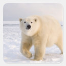 Recherche de steve autocollants Alaska