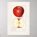 Recherche de 1908 Fruit