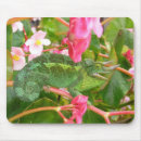 Search for jacksons mousepads Chameleon