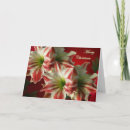 Search for amaryllis christmas cards White