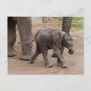 Search for elephant calf postcards Cute
