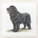 Search for newfoundland coasters Dog