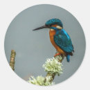 Recherche de martin pêcheur autocollants Bleu