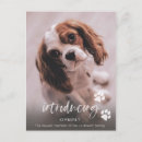 Recherche de nouveau chiot Chien