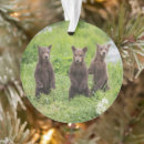 Search for brown bear ornaments Young animal