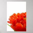 Recherche de tulipes posters Paysage