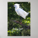 Search for egrets art Photography