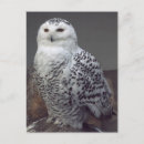 Recherche de hibou neigeux Enneigé