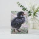 Recherche de ferme animaux cartes postales Poulets