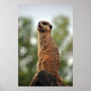 Recherche de mangouste posters Faune