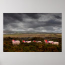 Search for sheep posters Wales