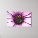 Search for osteospermum art Flower