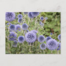 Search for thistles postcards Lilac