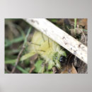 Search for fuzzy posters Yellow