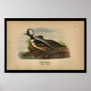 Recherche de merganser posters Oiseau