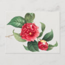Search for 1833 postcards Camellia