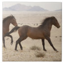 Recherche de courant carreaux Animal