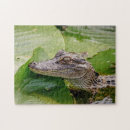 Recherche de amphibien puzzles Reptile