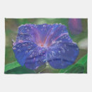 Search for bindweed kitchen dining Morning glory