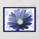 Recherche de marguerite africaine cartes postales Ostéospermum