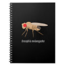 Search for drosophila Science