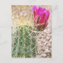 Search for arid vertical postcards Flora