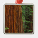 Search for giants the ornaments Forest