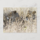 Search for hidden postcards Outdoors