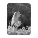 Search for egrets magnets Florida