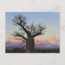 Recherche de baobab cartes postales Paysage