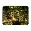 Recherche de rayon de soleil magnets Forêt