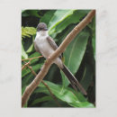 Search for flycatcher postcards Nature