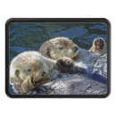 Search for sea otter Ocean