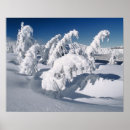 Search for snow covered trees posters Scenic