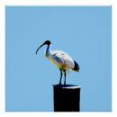 Search for chicken painting posters Bird