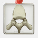 Search for spine ornaments Medical