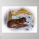 Search for sleeping dog posters Pets