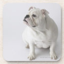 Search for office humour coasters Photography
