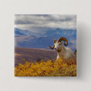 Search for sheep square buttons Herbivore
