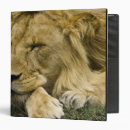 Search for mara binders Animal