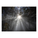 Search for trees in fog art Forest